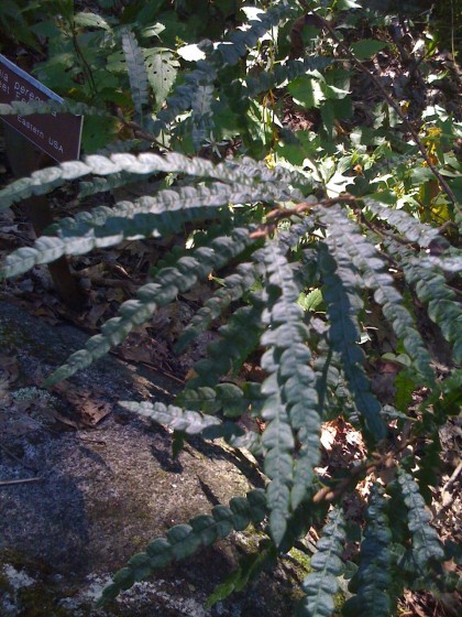 comptonia peregrina (sweetfern) | shot at Garden in the Woods