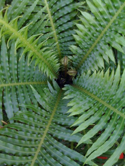 fern at roger williams botanical gardens, providence ri