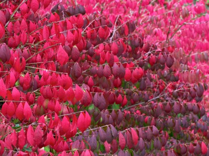 “burning bush” euonymus | ubcbotanicalgarden.org