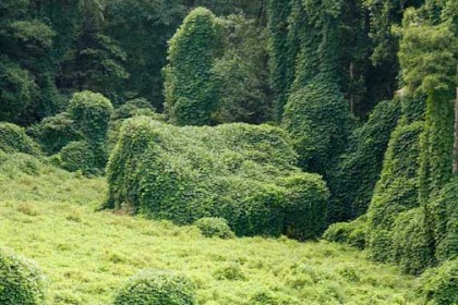 kudzu monsters