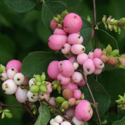 amethyst™ coralberry | colorchoiceplants.com