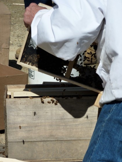 moving the bees into the hive