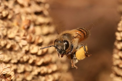 common honeybee | wikipedia.com