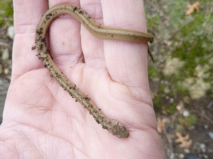 found baby snakes!