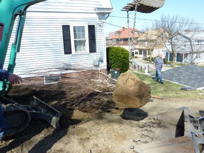 putting tree in hole