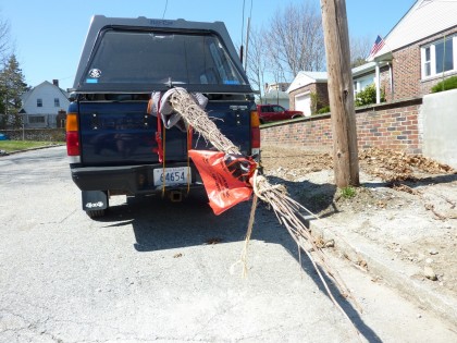 tree in truck tree in truck