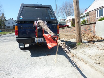 tree in truck