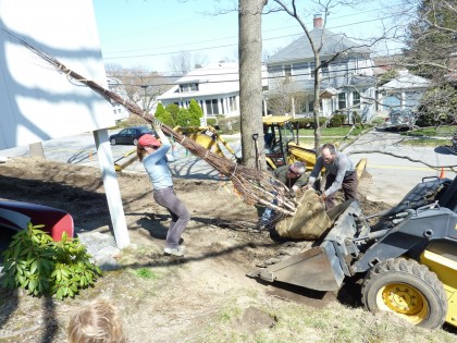 tree wrangling