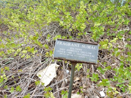 fragrant sumac at brooklyn botanic