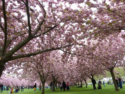 cherry blossom alley