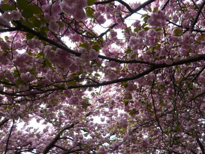 a ceiling of cherry blossoms