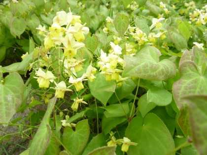 epimidiums and jonquils