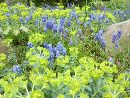 grape hyacinths and euphorbias