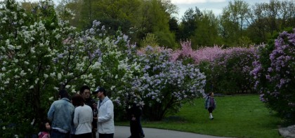 field of lilacs