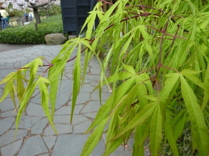 green japanese maple