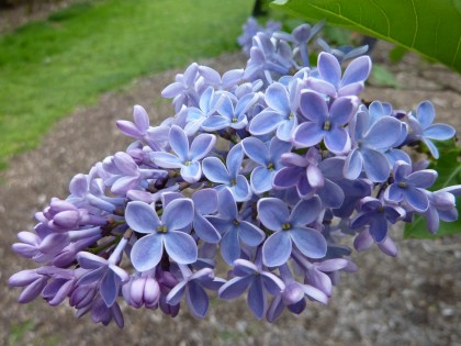 lilac closeup