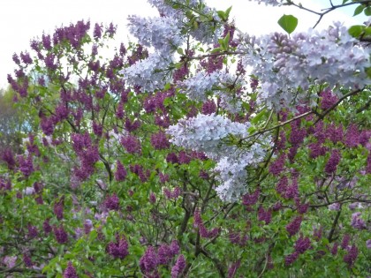 heavenly scented lilacs