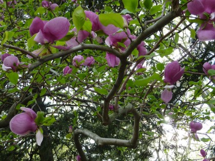 magnolias in bloom