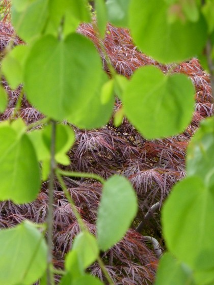 japanese maple thru the weeping katsura tree