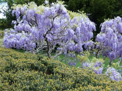 wisteria on display