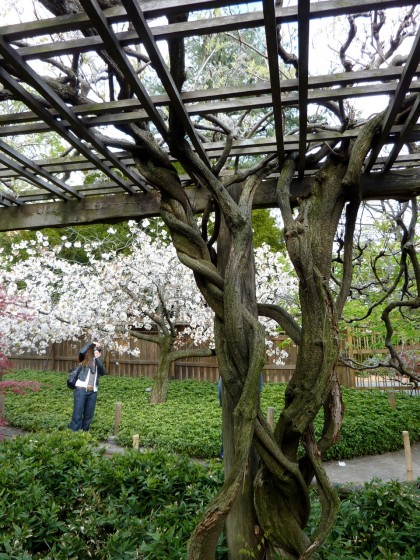 wisteria vine