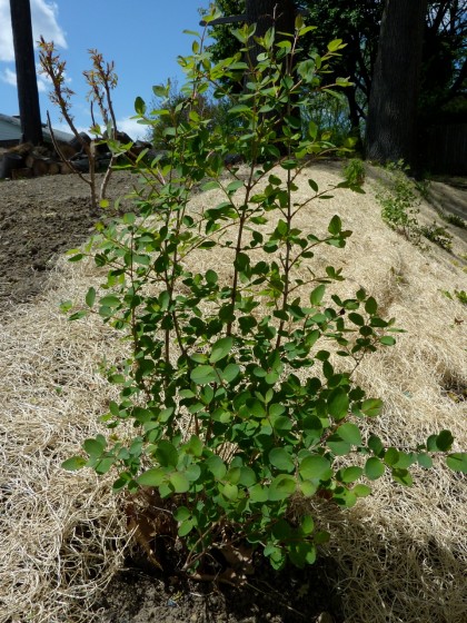 amythest coralberry