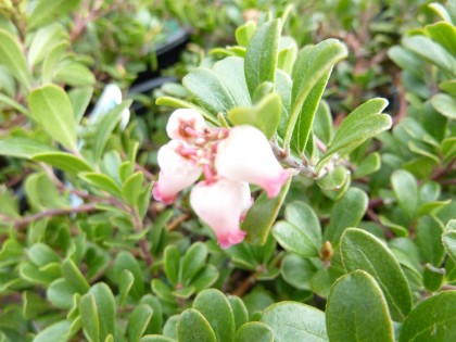 bearberry in bloom