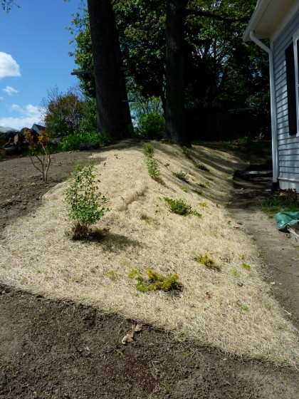 curlex and some erosion control plants added