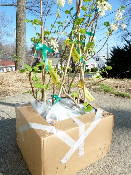 flowering currants — arrived in the box, flowering!