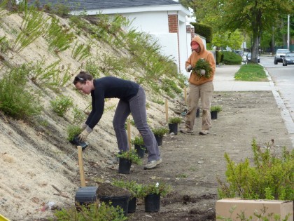 shiva and ellen slope planting