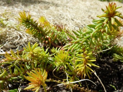 sedum angelina