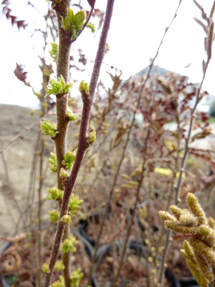 signs of sweetfern fronds