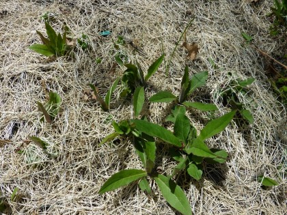 weeds coming up thru curlex