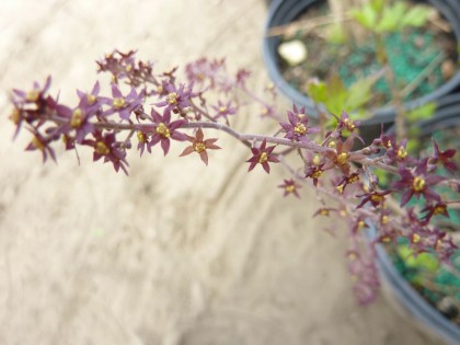 yellowroot in flower