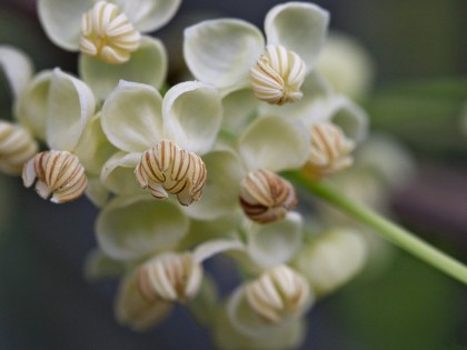 akebia quinata shirobana flowers | ubcbotanicalgarden.org