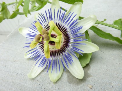 passionflower in waiting