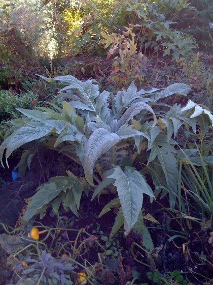 cardoon at denver botanic garden