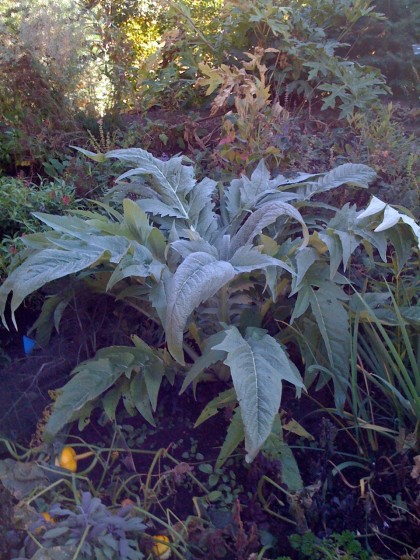 cardoon at denver botanic garden