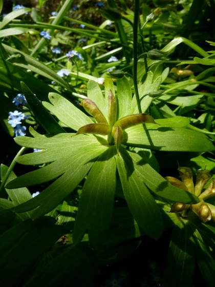 anemone canadensis