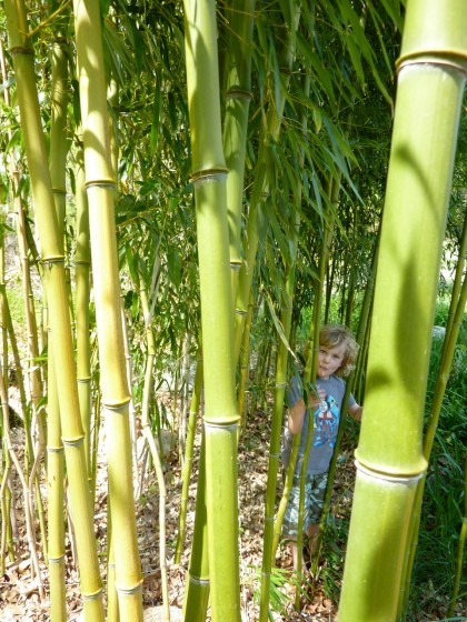 bamboo closeup