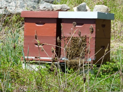 bees beginning to swarm