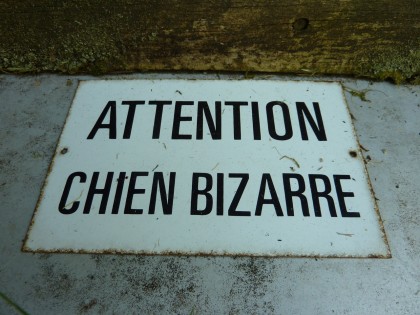 chien bizarre