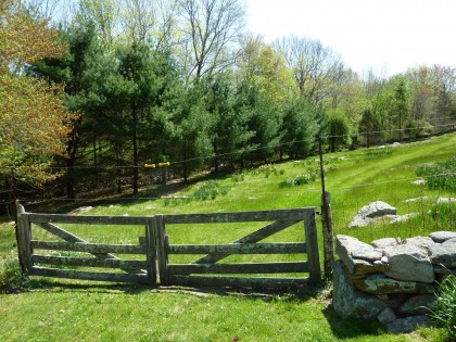 old sheep grazing field