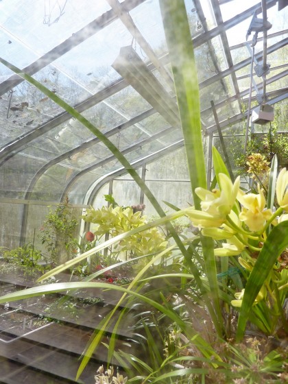 orchids in the greenhouse