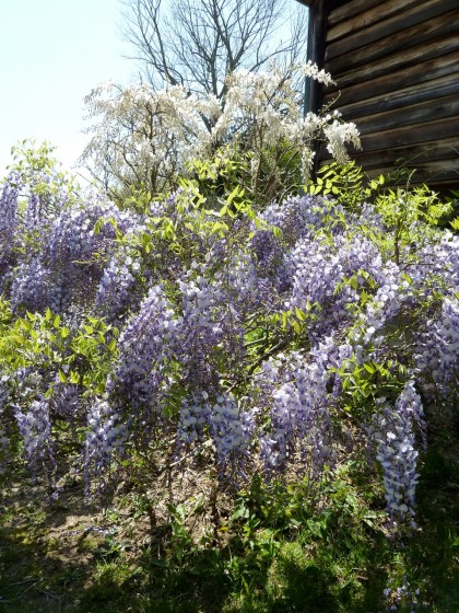 purple and white wisteria