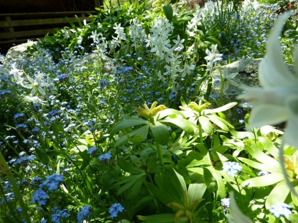 shade plants