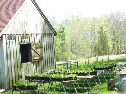 daylily tables