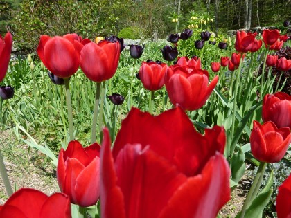 more tulips