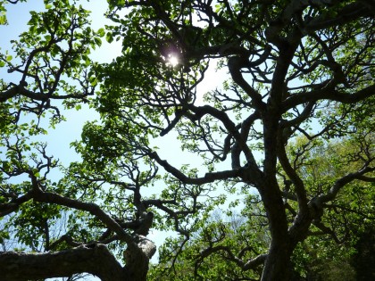 up thru the apple tree