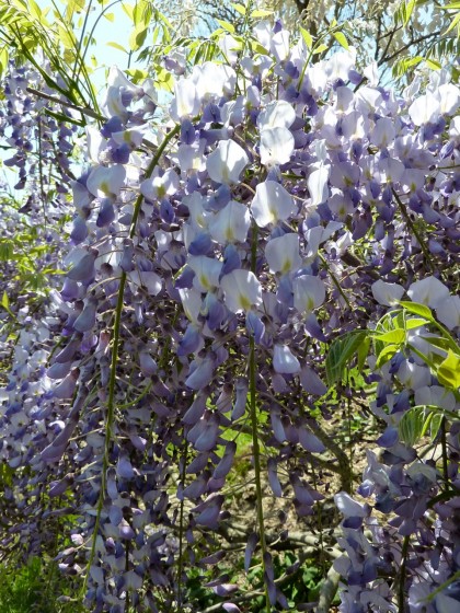 wisteria